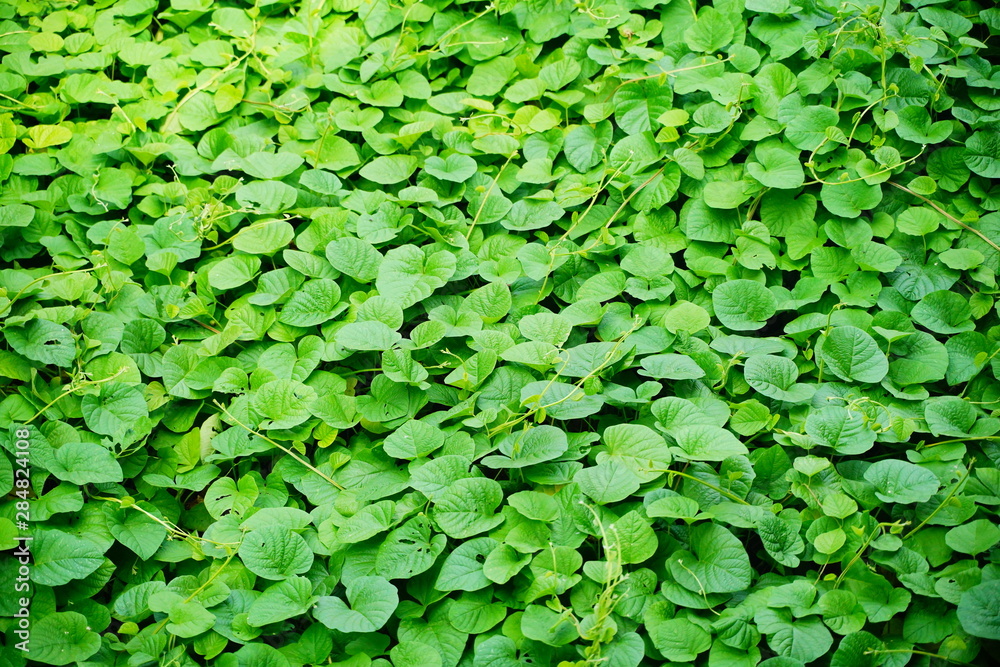 Green Leaf Ivy Vine Creeper Plant Climber background texture. Green Leaf Ivy Vine Creeper Plant Climber background texture.