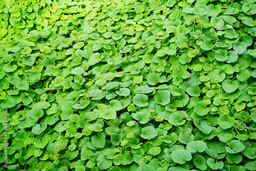 Green Leaf Ivy Vine Creeper Plant Climber background texture. Green Leaf Ivy Vine Creeper Plant Climber background texture.