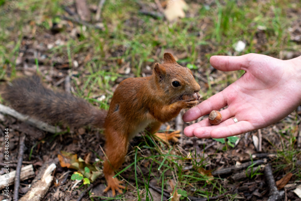 Squirrel and hazelnuts. A man feeds a squirrel in the forest. A squirrel eats a nut. Squirrel and hazelnuts. A man feeds a squirrel in the forest. A squirrel eats a nut.