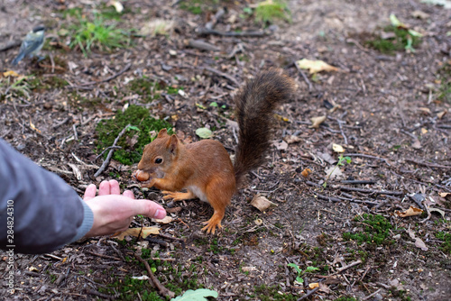 Squirrel and hazelnuts. A man feeds a squirrel in the forest. A squirrel eats a nut.