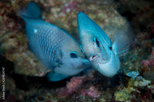 Marine life, Liuqiu island, Taiwan photo