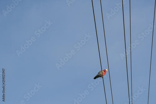 Bird perching on electrical wires. Copy space.