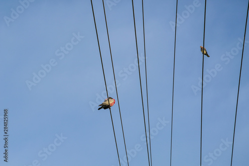 Birds perching on electrical wires. Copy space.