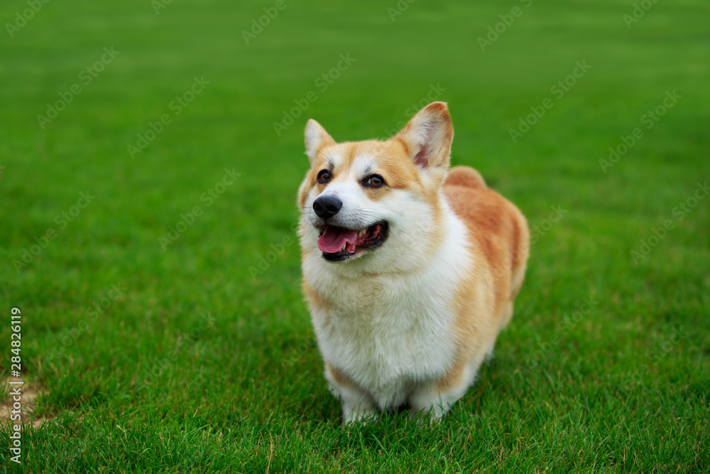 Dog breed Welsh Corgi Pembroke