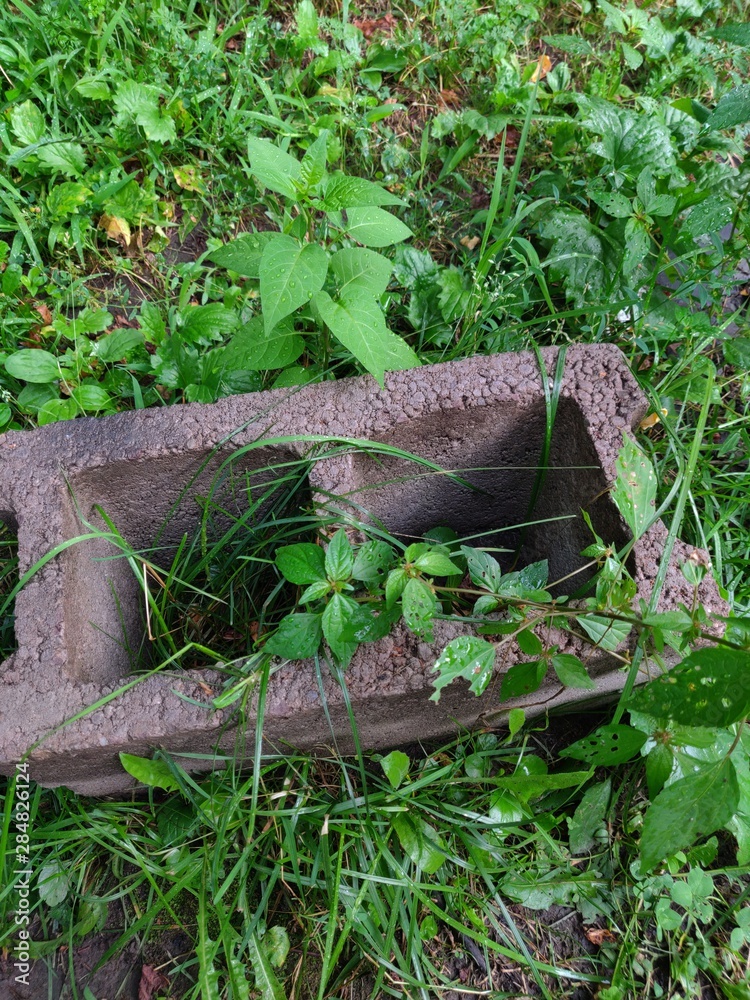 Obraz premium lizard on tree