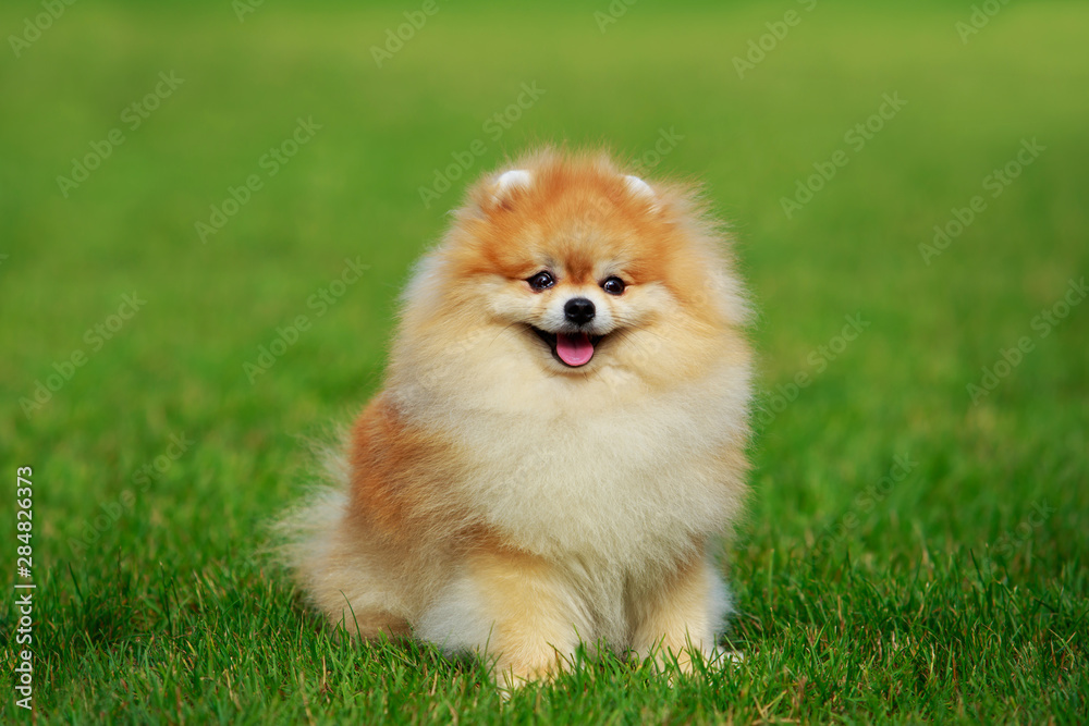 The dog breed pomeranian spitz