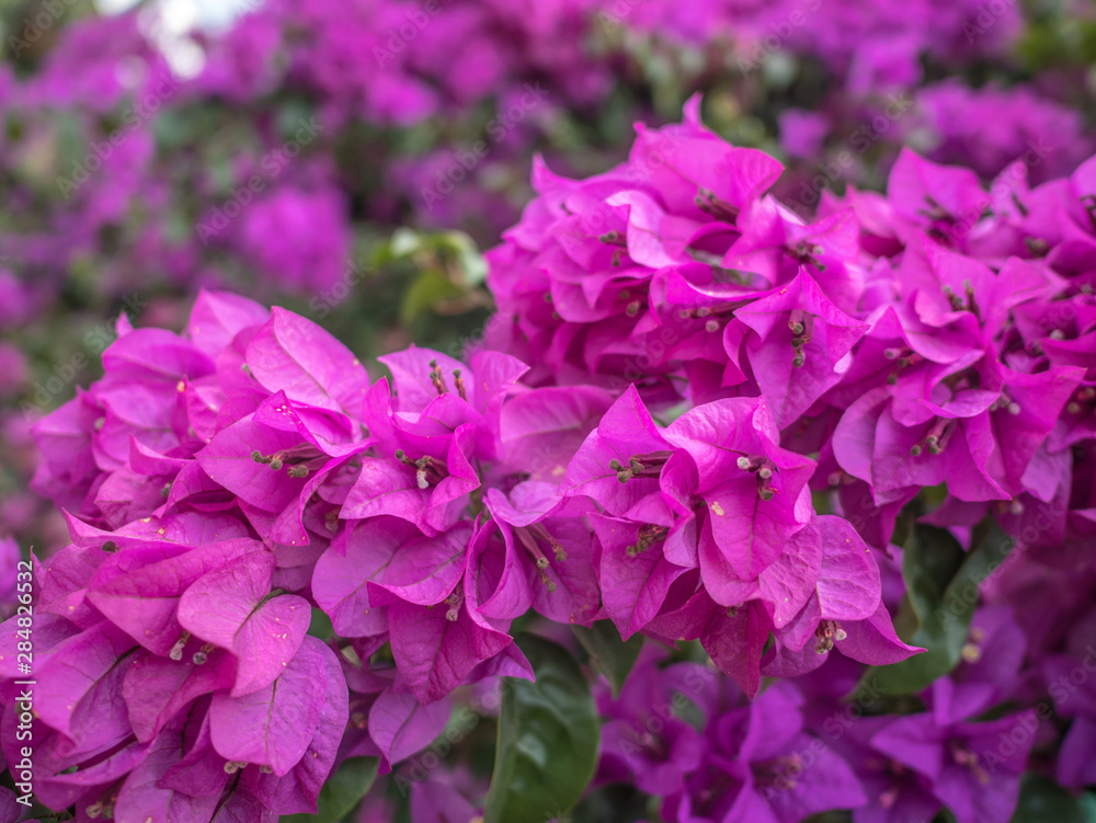 Close up of violet bougainvillea blossoms, bougainvillea flowers in the garden, Beautiful purple flower.