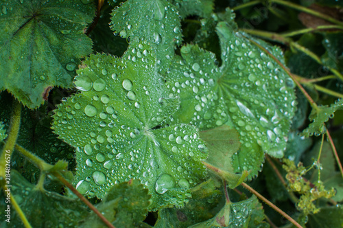 green wet leaves with dew after rain