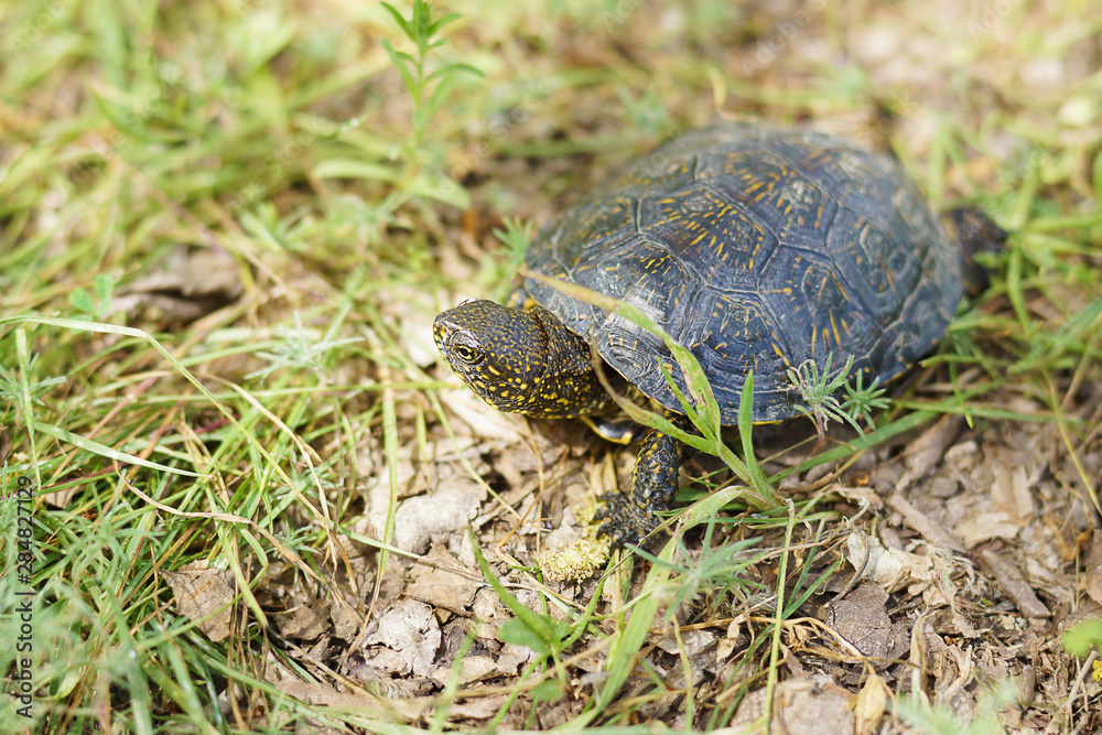Baby Turtle Close up. Land Tortoise Walking on Grass in Wild Nature