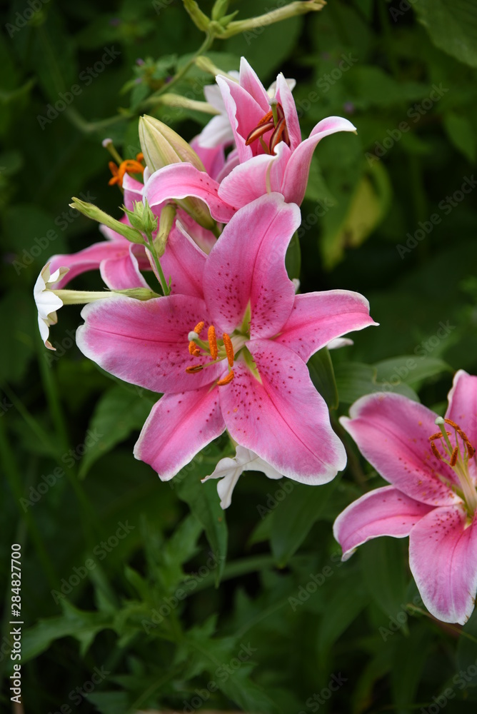 Lily flower close-up Lily flower close-up