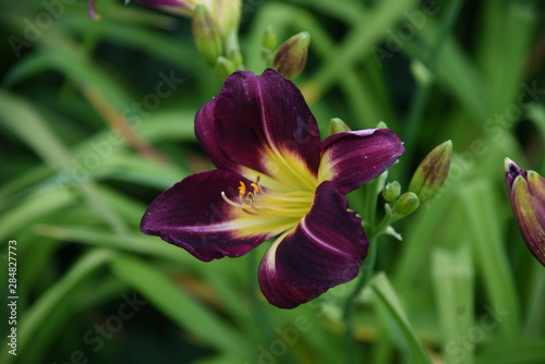 Lily flower close-up