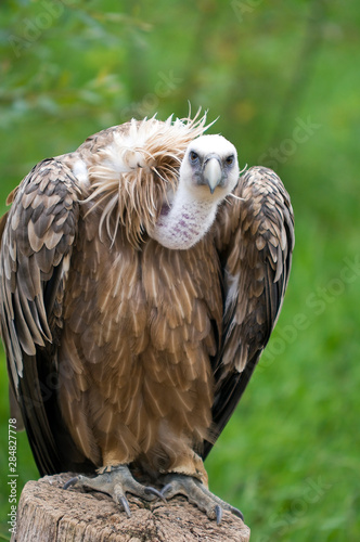 portrait of a vulture