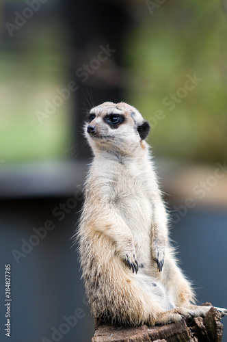 meerkat on guard