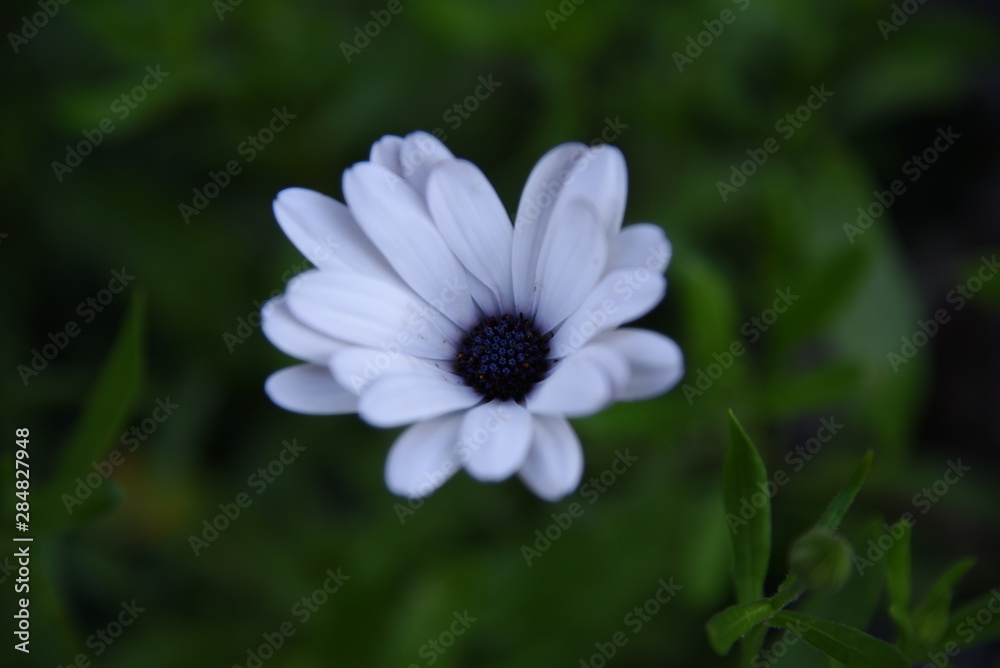Fototapeta premium Osteospermum close-up