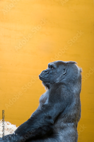 Gorilla in orange