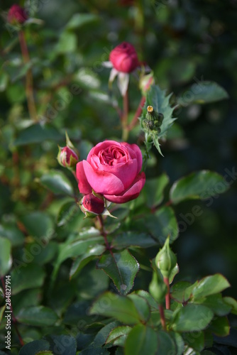 rose close-up