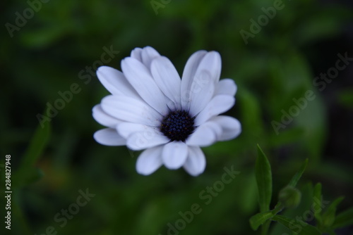 Osteospermum close-up