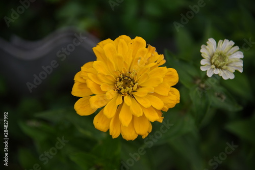 yellow zinnia close-up