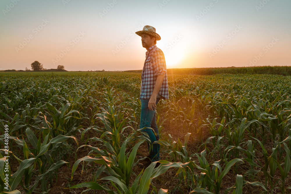 Fototapeta premium Tired exhausted farmer standing in cultivated sorghum field