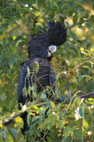 red-tailed black cockatoo (Calyptorhynchus banksii) Queensland ,Australia photo