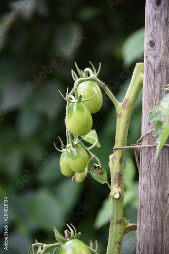 growing tomatoes