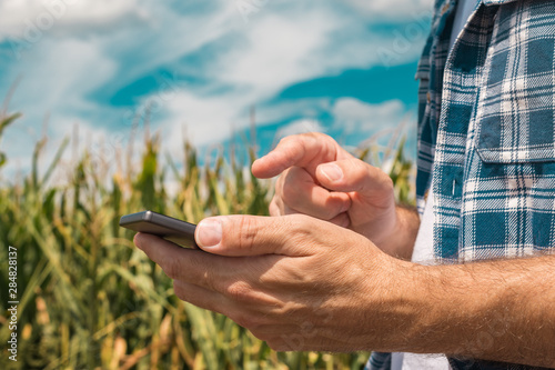 Obraz na płótnie Agronomist typing text message on smartphone out in corn field