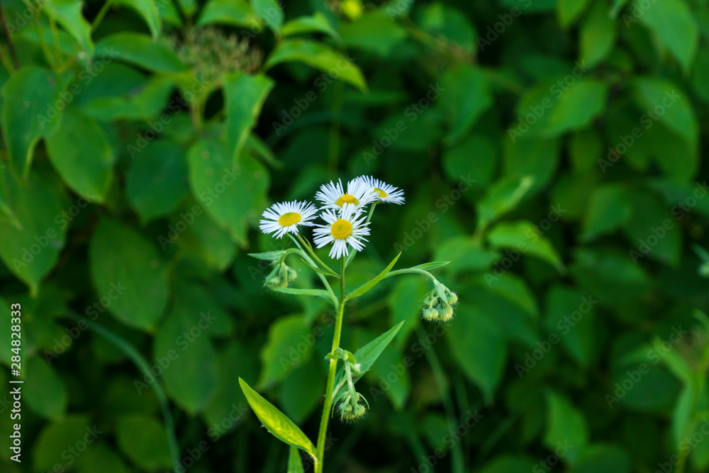 a chamomile