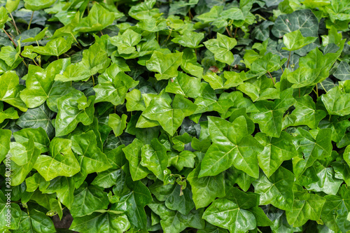 Wallpaper Mural Green natural floral background of climbing plants, ivy leaves background Torontodigital.ca