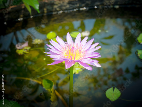 Close up beautiful pink lotus.