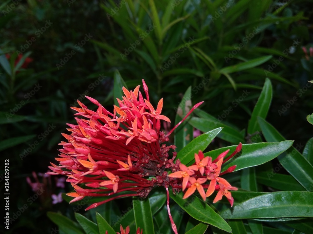 red flower in the garden red flower in the garden