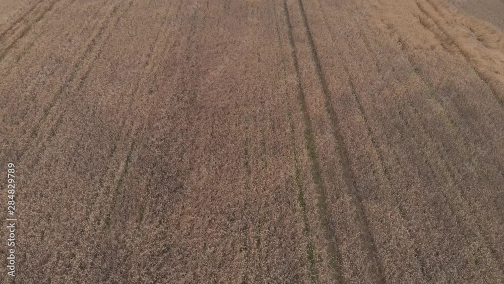 ripe wheat field in evening against green dense forests ripe wheat field in evening against green dense forests