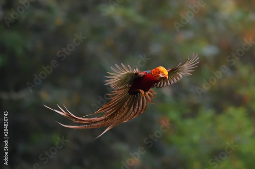 Golden pheasant male with wings spread