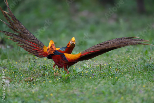 Two male Golden pheasants display photo