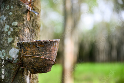 Tapping latex rubber tree, Rubber Latex extracted from rubber tree, harvest in Thailand.