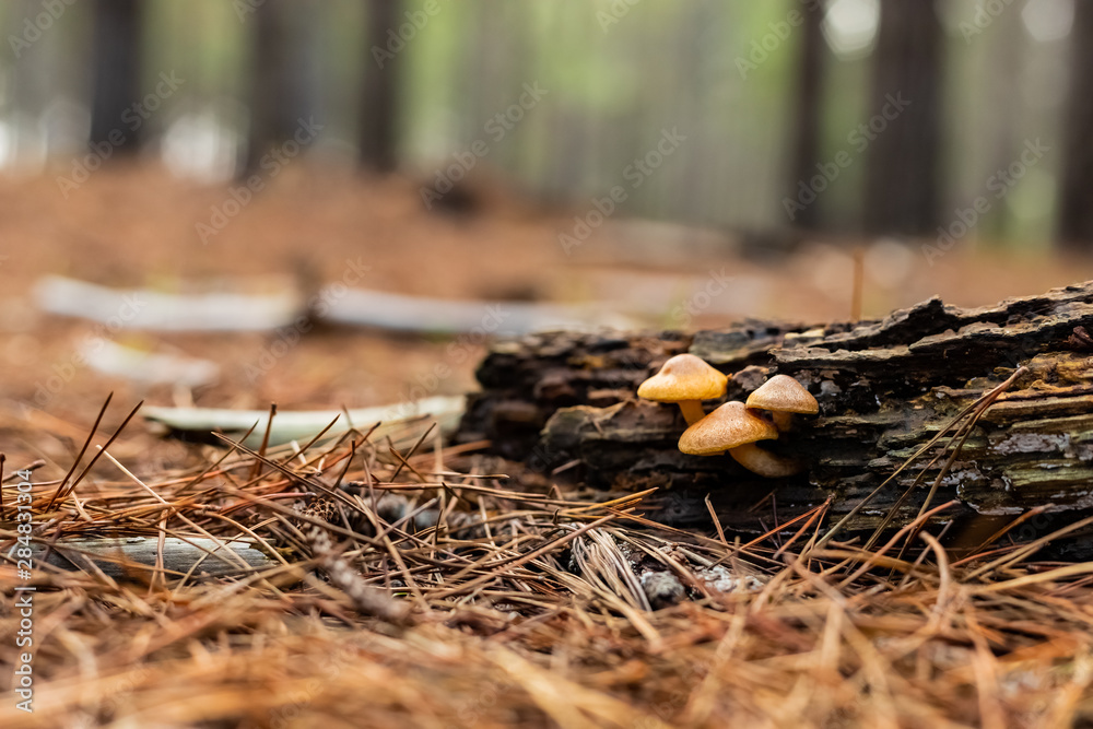 Close-up Mushrooms in a Pine Forest Plantation in Tokai Forest Cape Town Close-up Mushrooms in a Pine Forest Plantation in Tokai Forest Cape Town