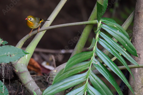 Small bird with red bill sit on a tree branch photo