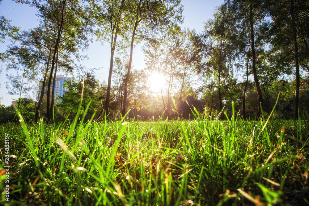 Fototapeta premium Close up green grass field with blur park background, Spring and summer nature concept