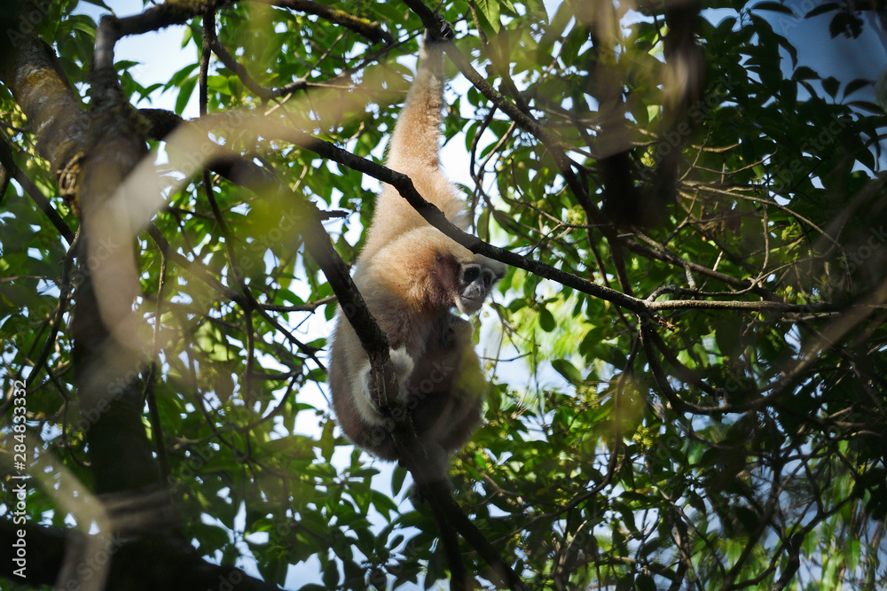 Skywalker hoolock gibbon in a tree Skywalker hoolock gibbon in a tree