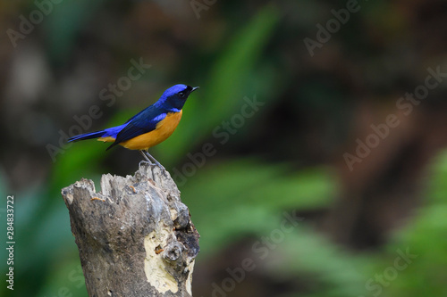 Small blue and orange bird on a tree trunk photo