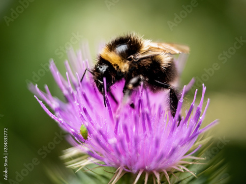 Honey bee on thistle flower