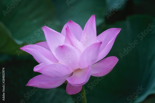 Fototapeta Naklejka Na Ścianę i Meble -  Pink Lotus Flower