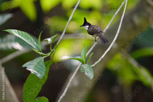 Red-whiskered bulbul on a tree branch photo