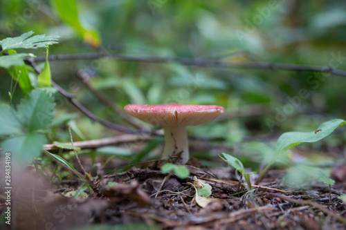 Грибочки(mushroom)