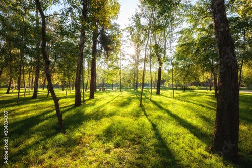 Green park with lawn and trees in a city at summer morning