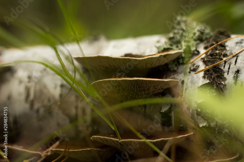 mushroom in the tree