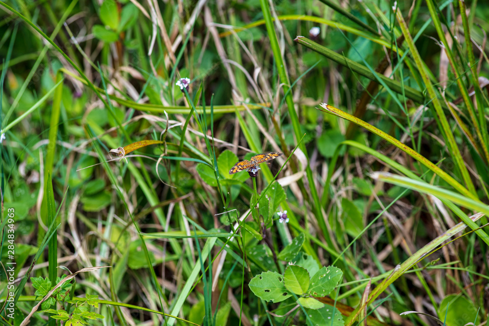 A single orange and black patterned Phaon Crescent Butterfly briefly rests on a green leaf