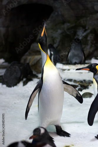 A single craning King penguin on ice