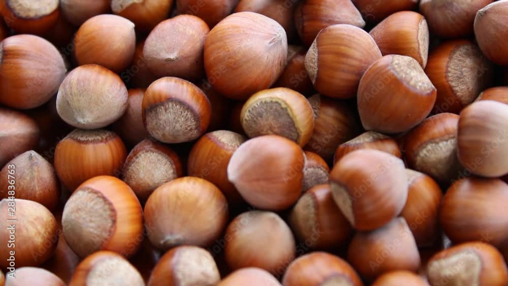 hazelnuts fresh harvested, close up view, fruits in summer hazelnuts fresh harvested, close up view, fruits in summer