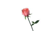 Pink rose isolated on  White background and space for text