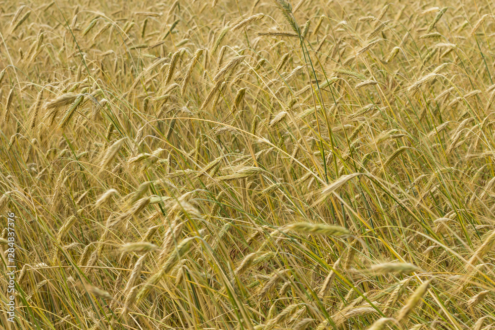 Spikelets of rye on the agricultural field. Spikelets of rye on the agricultural field.